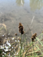 Carex simulata