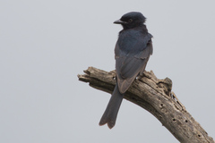 Melaenornis pammelaina