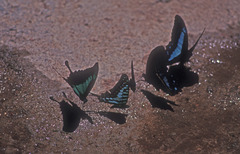 Papilio phorcas