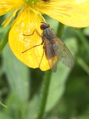 Diptera