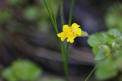 Erythranthe michiganensis