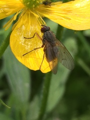 Diptera