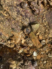 Asterina