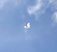 Morpho polyphemus polyphemus