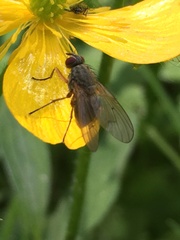 Diptera