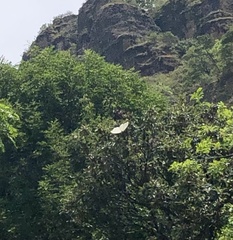 Morpho polyphemus polyphemus