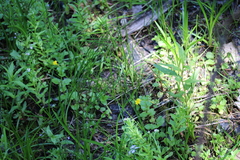 Erythranthe michiganensis