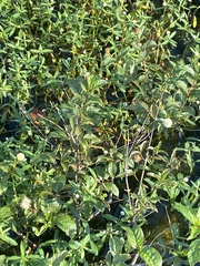 Cephalanthus occidentalis