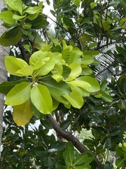 Calophyllum inophyllum