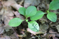 Polygaloides paucifolia