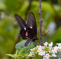 Parides zacynthus