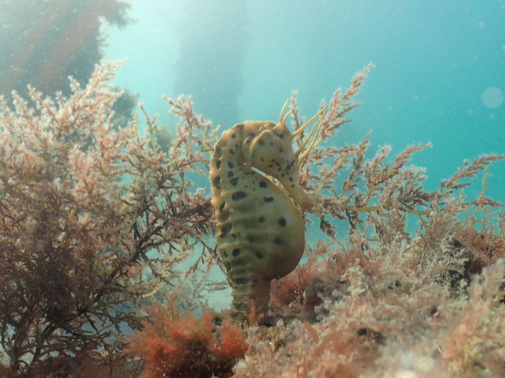 Bigbelly Seahorse in May 2020 by Josie Jones · iNaturalist