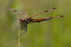 Celithemis