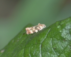 Phaecasiophora confixana