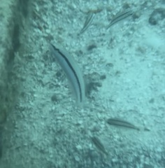 Halichoeres bivittatus