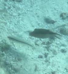 Halichoeres bivittatus