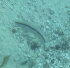 Halichoeres bivittatus