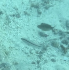 Halichoeres bivittatus