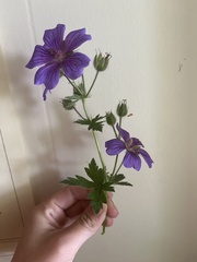 Geranium erianthum