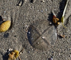 Staurostoma mertensii