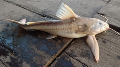 Centrodoras brachiatus