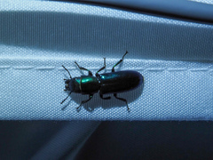 Temnoscheila virescens