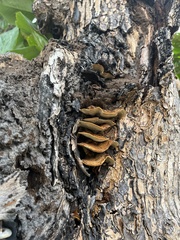 Coriolopsis hostmannii