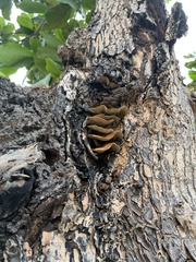 Coriolopsis hostmannii