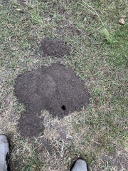 Thomomys bottae centralis