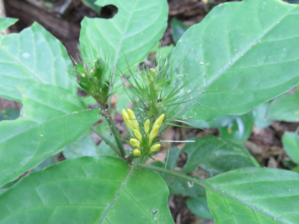 Streblacanthus parviflorus