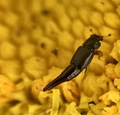 Conotelus obscurus