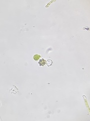 Coelastrum