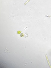 Coelastrum