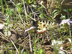 Zerynthia deyrollei
