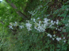 Silene ovata