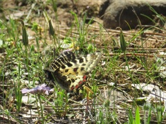 Zerynthia deyrollei