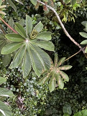 Bothriechis nigroviridis