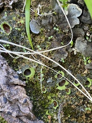 Solorina saccata