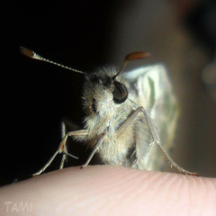 Heliopetes domicella