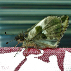 Heliopetes domicella