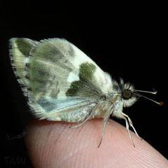 Heliopetes domicella