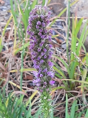 Liatris