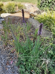 Liatris