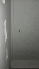 Hemidactylus platyurus