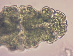 Euastrum oblongum cephalophorum