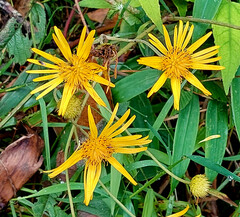 Hieracium lepidulum