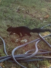 Sciurus carolinensis