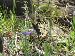 Zerynthia deyrollei