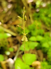 Neottia smallii