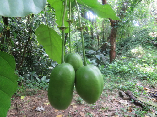 Image of Capparidastrum mollicellum by (c) Alexis López Hernández, some rights reserved (CC BY)